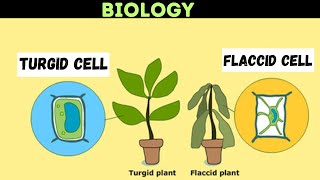 Flaccid and Turgid Plant Cell  Biology [upl. by Skye24]