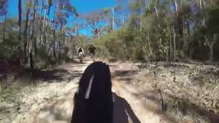 MTB Blue Gum Swamp Loop  Winmalee [upl. by Amber]