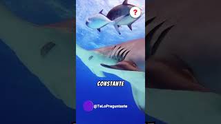 ¿Por qué los Tiburones No se Detienen al Nadar 🦈🌊 [upl. by Adamsen]