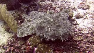 Wobbegong Raja Ampat 2024 HD 1080p [upl. by Cayla]