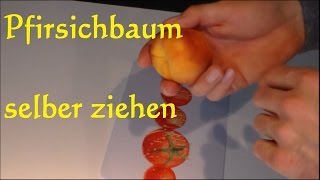 Pfirsichbaum selber ziehen  Nektarine und Pfirsich aus Kern ziehen [upl. by Dahsar804]