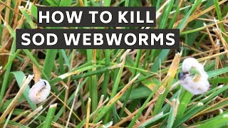 How to Identify and Kill Sod Webworms [upl. by Finah601]