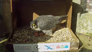 Peregrine Falcon Chichester 2nd April 2019 [upl. by Telocin]