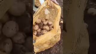 Subur makmur shortvideo shorts [upl. by Poppo]