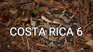 Behind the scenes  herping Costa Rica 6 Eyelash pit vipers bushmaster Terciopelo [upl. by Thetis920]