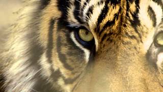 Tiger Eyes [upl. by Alag]