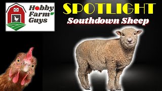 HFG Farm Animal Spotlight Southdown Sheep [upl. by Anamor]