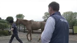 Spotting Lameness with Petplan Equine [upl. by Chisholm761]