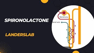 Spironolactone [upl. by Kirstin]