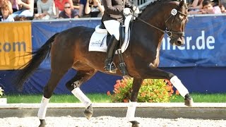 sold Quadriga  Grand Prix talented dressage mare 2005 by JazzmanDon Primero [upl. by Tabb817]