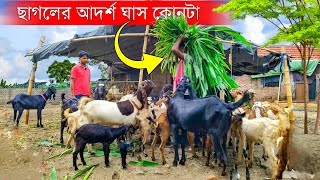 ছাগলের আদর্শ ঘাস কোনটা  Best Grass for Goat farm  Goat Farming in West Bengal  ছাগলের খামার [upl. by Affra296]