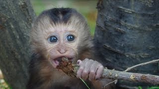 果物を口にするシシオザルの赤ちゃん〜Liontailed macaque Baby [upl. by Nesbitt403]