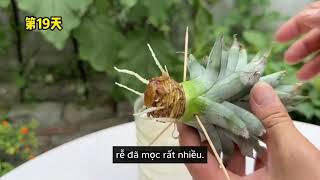 Try germinating chili  watermelon  pineapple seeds can become really interesting plants [upl. by Amrak]