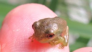 Cute Baby Tree Frogs [upl. by Chor]