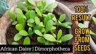 How to grow Dimorphotheca  African Daisy  Osteospermum Ecklonis  Cineraria from seed  FULL VIDEO [upl. by Relyt]