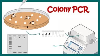 colony PCR [upl. by Grunberg]