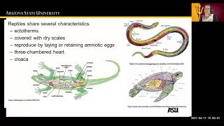 Vertebrate Amniotes Reptiles and Birds [upl. by Yenots]