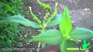 Worm Grass Spigelia anthelmia [upl. by Chryste950]