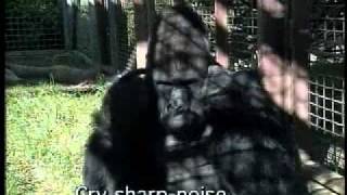 Gorilla Michaels Bushmeat Story [upl. by Spada]