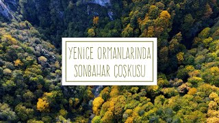 Yenice Ormanlarında Sonbahar Çoşkusu [upl. by Savill510]