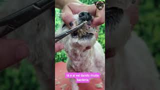 O QUE ACONTECE COM SEU CACHORRO SE NÃO ESCOVAR OS DENTES😱😱😱😱 [upl. by Persas151]