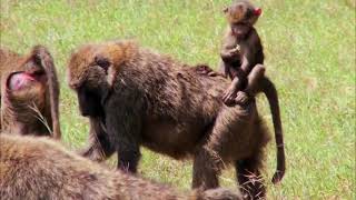 A baby baboon rides on her mothers back [upl. by Lecia132]