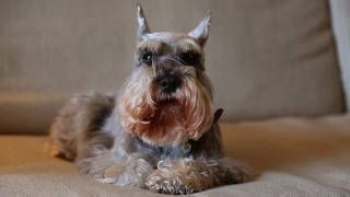 Miniature Schnauzer Dogs 101 Is a Miniature Schnauzer Dog Right For You [upl. by Roddie464]