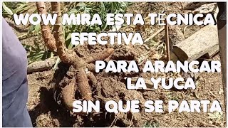 wow mira esta técnica para arancar la yuca sin que se parta tips agriculture yuca cultivo [upl. by Notsla783]