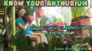 Identifying ANTHURIUM Magnificum Clarinervium and Crystallinum [upl. by Kieran520]