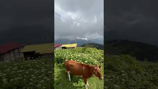 Pokut yaylası karadeniz turkey gezi pokutyaylası trabzon rize [upl. by Acquah]