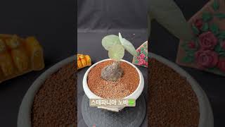 스테파니아 노바Stephania kaweesakii 아프리카식물 구근식물 반려식물 plants succulent caudex [upl. by Leuqcar512]