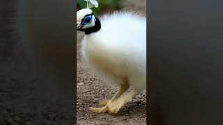 Peacock bass music remix 🦚🦚🦚🦚 ai video AI peacock aipeacock [upl. by Eilrac]