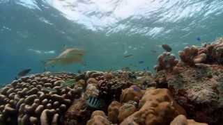 National Aquarium Commercial Journey Into Blacktip Reef [upl. by Magnum]