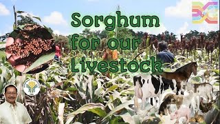 Part2 Sorghum for livestock and poultry farming  sorghum silage Philippines  Sec Manny Piñol [upl. by Nojid]