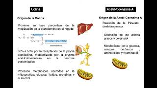 Neurotransmisor de Acetilcolina [upl. by Meesaw]