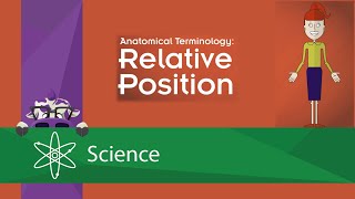 AampP I Lab  Exercise 1 Anatomical Position Directional Terms amp Body Planes [upl. by Pruter]