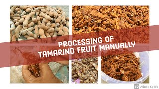 Processing of Tamarind fruit manuallysubtitled [upl. by Brina307]