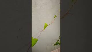 Mookuthi avarai plant at home Terrace garden chennai [upl. by Elmajian175]