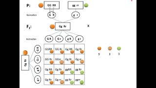 Aufstellen von Kreuzungsschemata  Mendel Teil 3 Dihybride Erbgänge [upl. by Audley66]