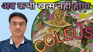 How to save coleus plantGrow coleus for long time [upl. by Akehsat]