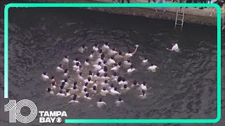 Epiphany cross dive Tarpon Springs 118th celebration [upl. by Esdras]