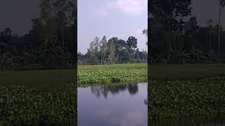 Mon vlo korta cay tahole prokity dike takay nature love naturesbeauty viral video purenature [upl. by Porte]