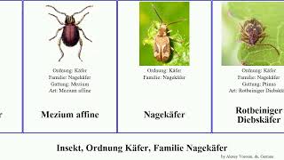 Insekt Ordnung Käfer Familie Nagekäfer insect affine SechspunktDiebskäfer Sphinditeles Gemeiner [upl. by Kaiulani126]