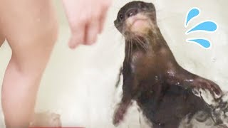 【カワウソ赤ちゃん】上手に泳げるようになりました！【しゃもじ君】 Cowardly otter baby swam well [upl. by Penrod]