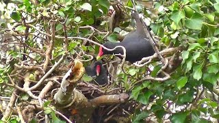 Moorhen  Nesting in A Tree  I did not know moorhens nested in trees [upl. by Edyth]