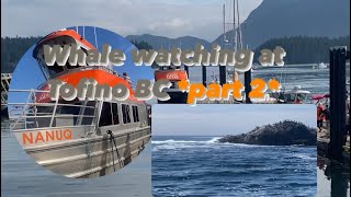 Whale watching at Tofino BC part 2 [upl. by Attalanta]