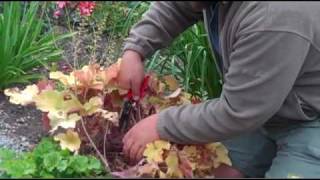 Taming Leggy Heucheras [upl. by Niroc]