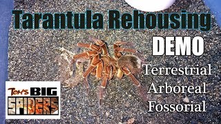 Rehousing Demo ft Terrestrial Arboreal and Fossorial Tarantulas [upl. by Knobloch]