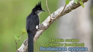 Jacobin cuckoo Clamator jacobinus 🕊️🐦😍 [upl. by Raffaello]