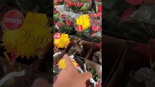 Plantas em oferta na feira [upl. by Lodi61]